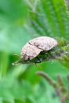 Agrypnus murinus