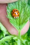 Harmonia axyridis