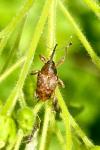 Curculio
