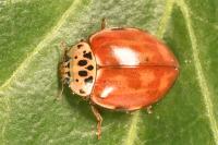 Harmonia quadripunctata