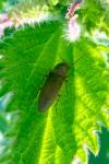 Synaptus filiformis