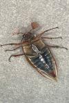 Melolontha melolontha