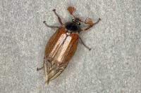 Melolontha melolontha