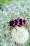 Trichodes alvearius