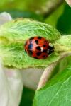 Harmonia axyridis
