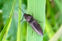 Cidnopus pilosus
