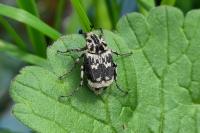 Valgus hemipterus