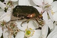 Cetonia aurata