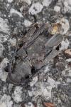 Lamia textor