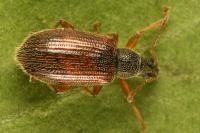 Phyllobius oblongus