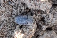 Opatrum sabulosum