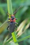 Cantharis fusca