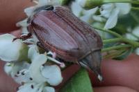 Melolontha melolontha