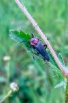 Cantharis rustica