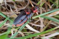 Cantharis rustica
