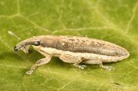 Lixus juncii