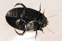 Agabus bipustulatus