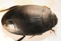 Agabus bipustulatus