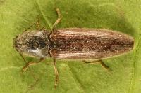 Athous haemorrhoidalis