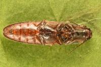 Athous haemorrhoidalis