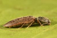 Athous haemorrhoidalis