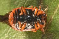 Gonioctena decemnotata
