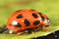 Gonioctena decemnotata