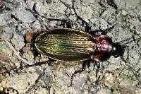Carabus monilis