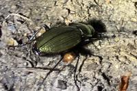 Carabus monilis