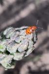 Crioceris duodecimpunctata