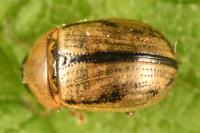 Gonioctena olivacea