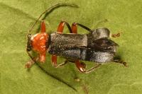 Cantharis pellucida
