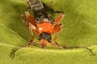 Cantharis pellucida
