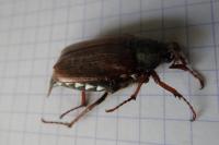 Melolontha melolontha