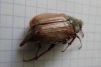 Melolontha melolontha