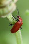 Pyrochroa serraticornis