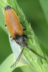 Anostirus castaneus