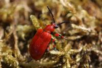 Lilioceris merdigera