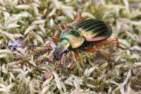 Carabus auratus