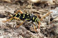 Plagionotus arcuatus