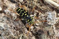 Plagionotus arcuatus