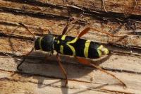 Clytus arietis