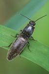 Athous haemorrhoidalis