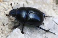 Anoplotrupes stercorosus