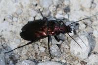 Poecilus cupreus
