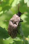 Agrypnus murinus