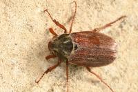 Melolontha melolontha