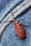 Pyrochroa serraticornis