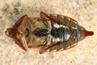 Melolontha melolontha