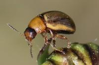 Gonioctena olivacea